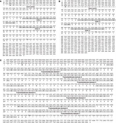 TAC3/TACR3 System Function in the Catadromous Migration Teleost, Anguilla japonica